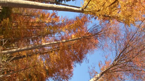 mirando hacia arriba en las copas de los árboles de otoño en europa