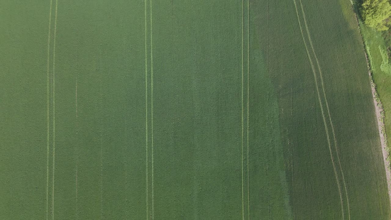 Green farmland with rows, aerial view capturing neat, organized patterns in the field