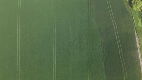 green farmland with rows, aerial view capturing neat, organized patterns in the field