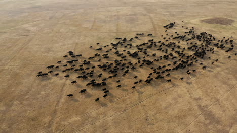 herd of black cattles walking in the rural field from above