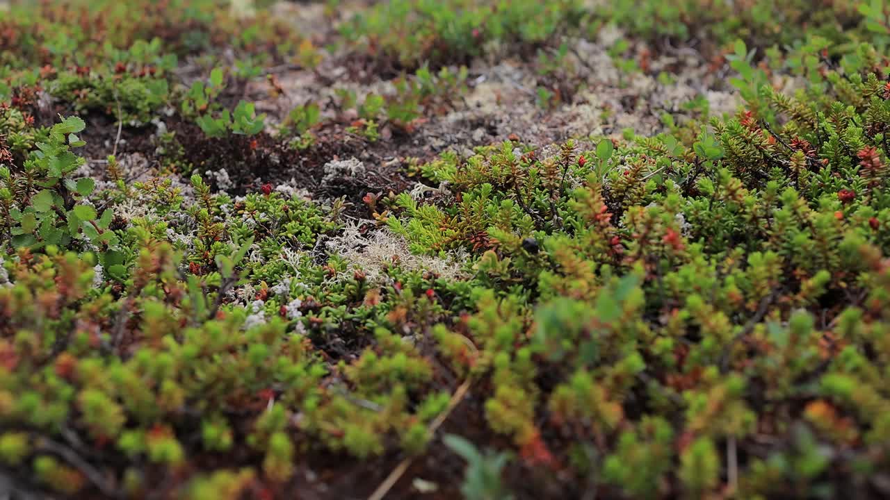 Arctic Tundra. Beautiful Nature Norway natural landscape. Tundra vegetation is composed of dwarf shrubs, sedges, grasses, mosses, and lichens