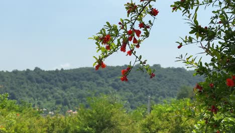 Malerische-Waldlandschaft,-Porträt,-Wilder-Granatapfelbaum,-Blühend,-Frühling,-Rot,-Große-Blüte,-Blume,-Grüner-Wald,-Hügel,-Hintergrund,-Wunderbarer-Hyrkanischer-Wald,-Aserbaidschan,-Iran,-Natur,-Landschaft,-Naturerbe