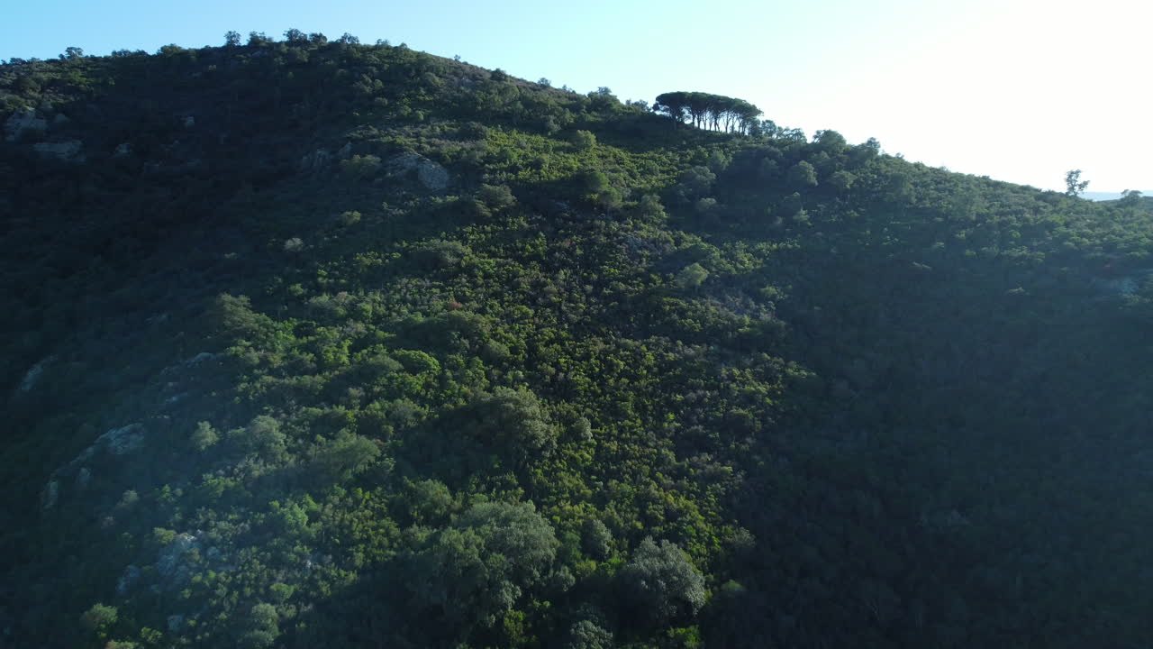 Forest Hill Landscape