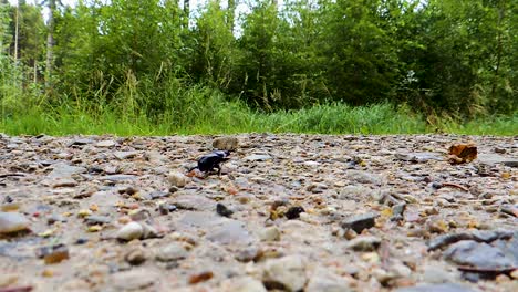 Escarabajo-Arrastrándose-Por-Un-Camino-En-El-Bosque---Disparo-Constante