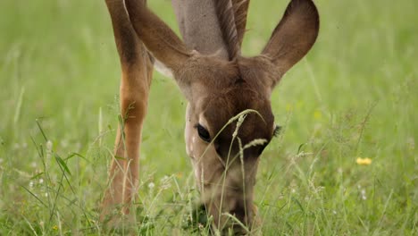 cerrar la cabeza femenina de kudu comiendo hierba verde en el parque de elefantes addo, áfrica