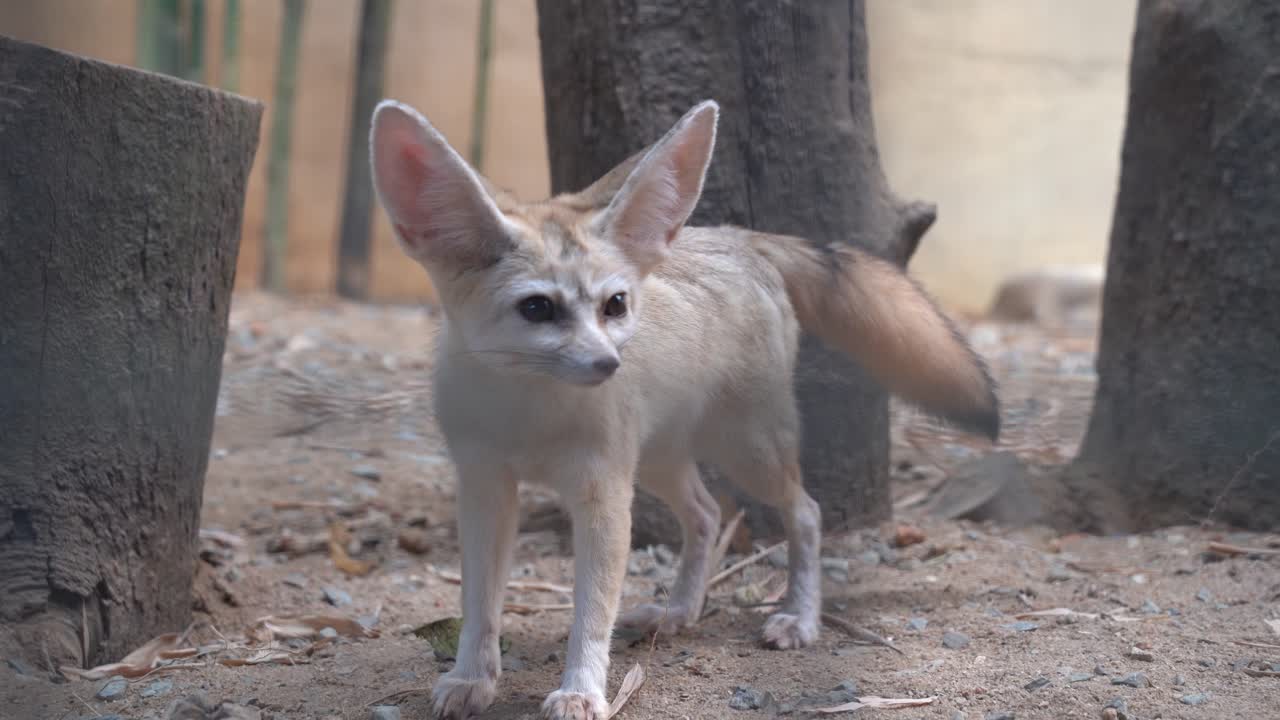 cámara mirando a través de la jaula capturando un curioso zorro fennec exótico, vulpes zerda preguntándose por el entorno que lo rodea en el parque de vida silvestre langkawi, malasia