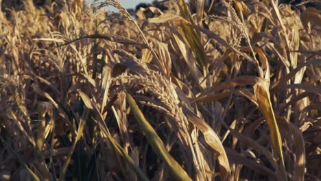 plantas de maíz secas, hojas y orejas moviéndose en el viento