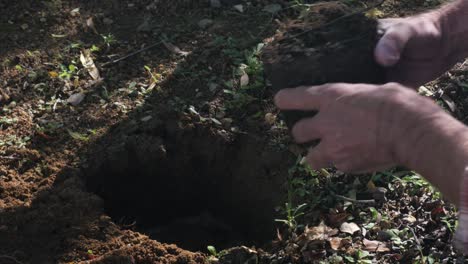 planting a sapling in a citrus orchard in south africa, close up