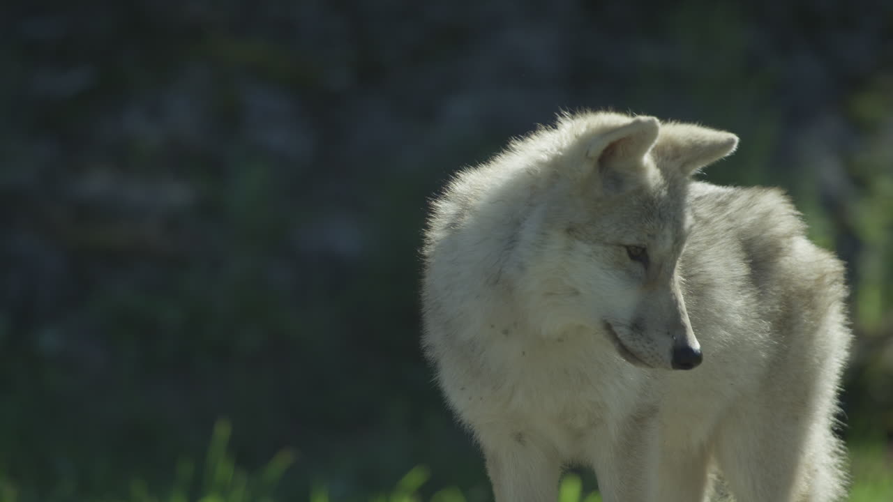 lobos en el bosque boreal canadiense