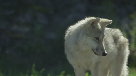 Lobos-En-El-Bosque-Boreal-Canadiense