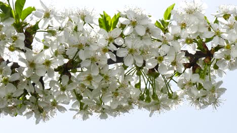 blooming cherry trees