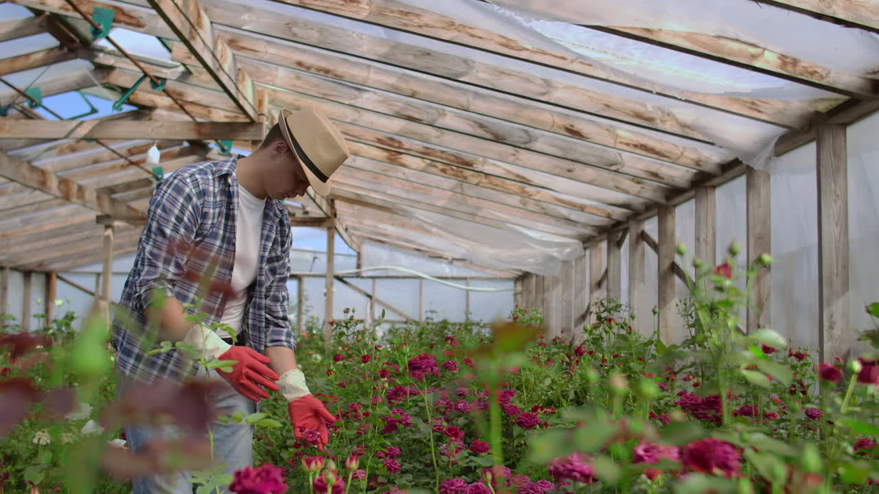 Un giardiniere cammina in una serra con i guanti, osservando e curando le rose coltivate per la sua piccola attività. Il fiorista cammina in una serra e tocca i fiori con le mani