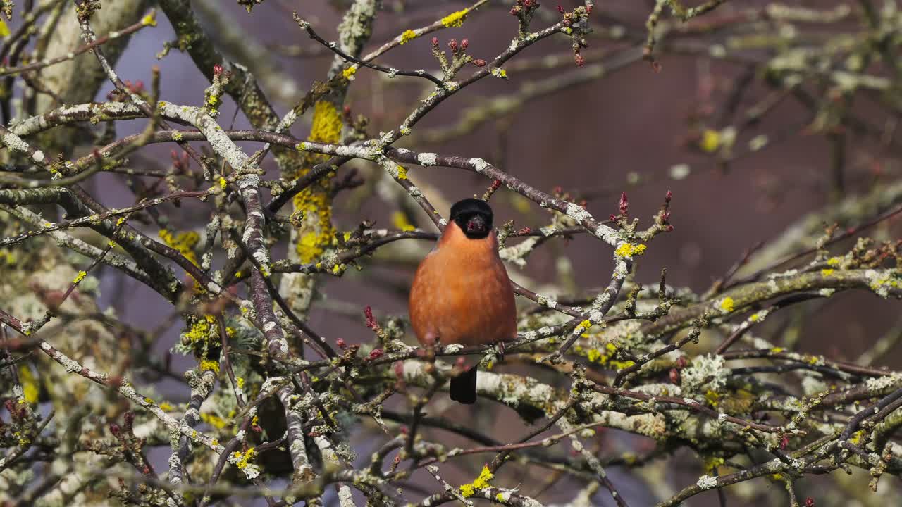hermoso bullfinch naranja silvestre, pyrrhula aurantiaca posado en el árbol, comiendo brotes y brotes durante la temporada de primavera en su hábitat natural, cámara lenta de cerca