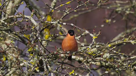 beautiful wild orange bullfinch, pyrrhula aurantiaca perching on tree, eating buds and shoots during spring season in its natural habitat, slow motion close up shot