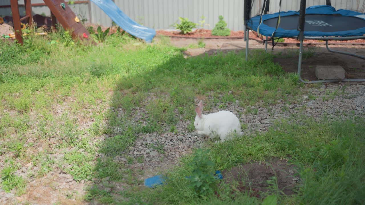 Boy Sitting Near House Corner Gently Holding White Rabbit In Grassy Yard, Playful Pet Moment With Trampoline And Slide In Background, Calm Interaction And Animal Care Under Summer Light