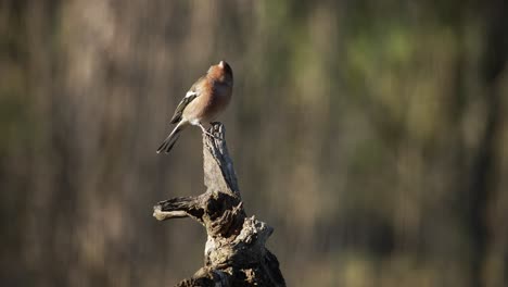 male chaffinch perched on stump, isolated shallow focus shot