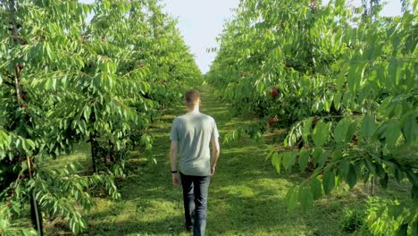 Man-walking-in-the-middle-of-cherry-trees