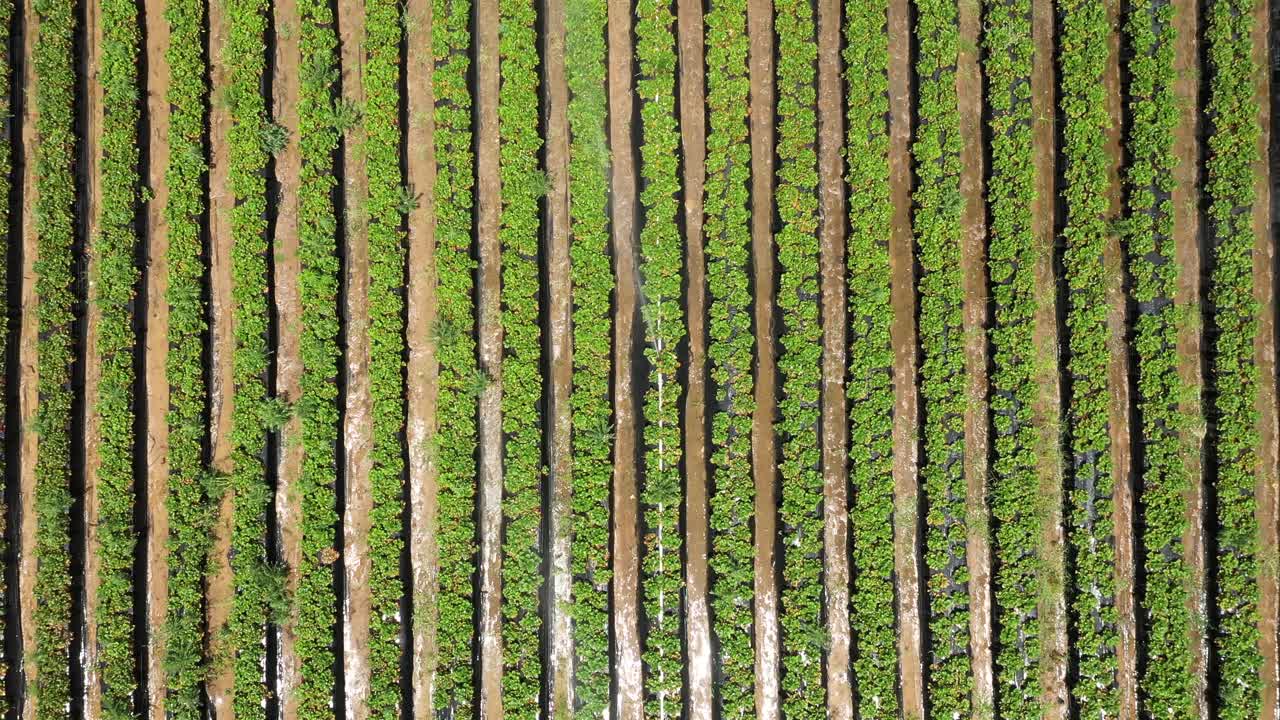 vista desde un avión no tripulado de campos de fresas con riego en curso