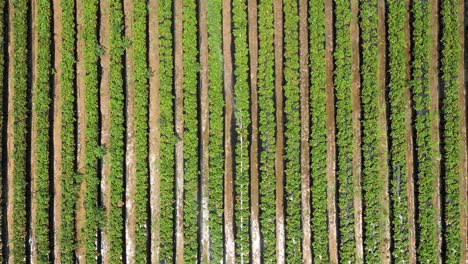 Vista-De-Dron-De-Campos-De-Fresas-Con-Riego-En-Curso