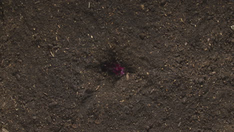 secuencia de lapso de tiempo de la planta de ciclamen persicum rosa que crece en el suelo del jardín