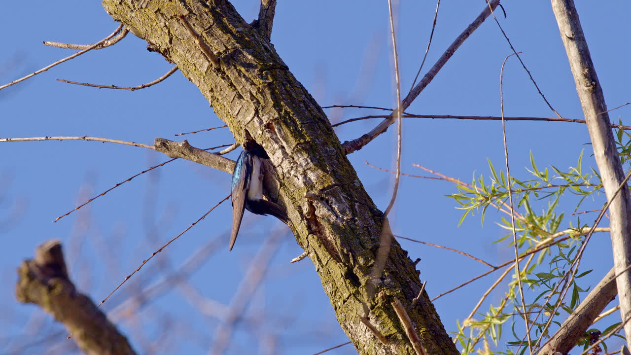Slow motion cinematic footage of purple martins performing sky dances during mating season.