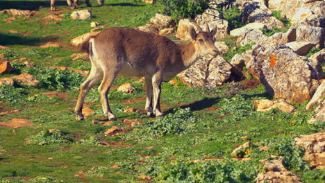 Steinbock-Ziege-Essen