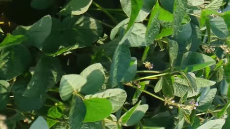 closeup of a plantation of young soybean plants closeup of a plantation of young soybean plants green young soybean sprouts cultivation of legumes organic plants
