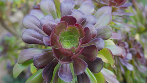 Exuberantes-Plantas-Suculentas-Verdes-En-Un-Vibrante-Jardín