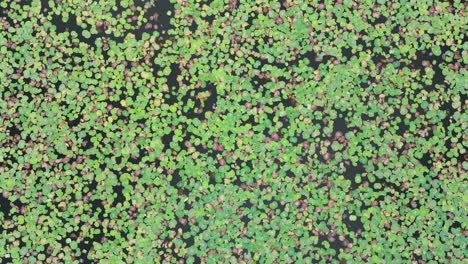 zoom dramático en la toma cenital del lago wiluwa lleno de lotos y lirios de agua