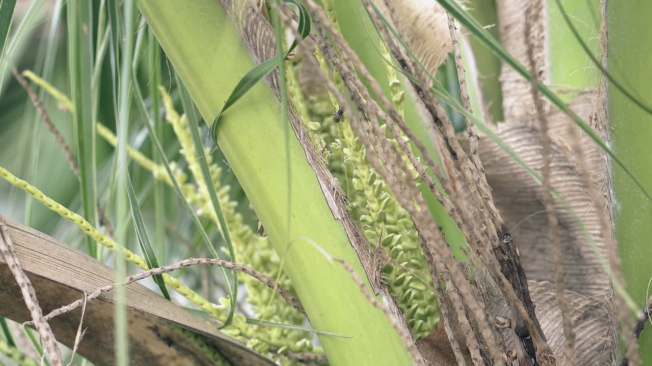코코 ⁇   ⁇  나무 의 꽃 과 기어 다니는 벌 들 의 클로즈업