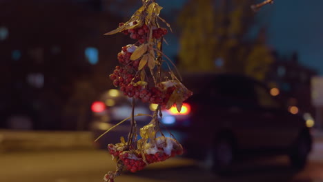 primer plano de una rama de árbol con bayas rojas y hojas de otoño, iluminadas bajo un cielo azul profundo, con un coche que pasa y un edificio residencial borroso en el fondo