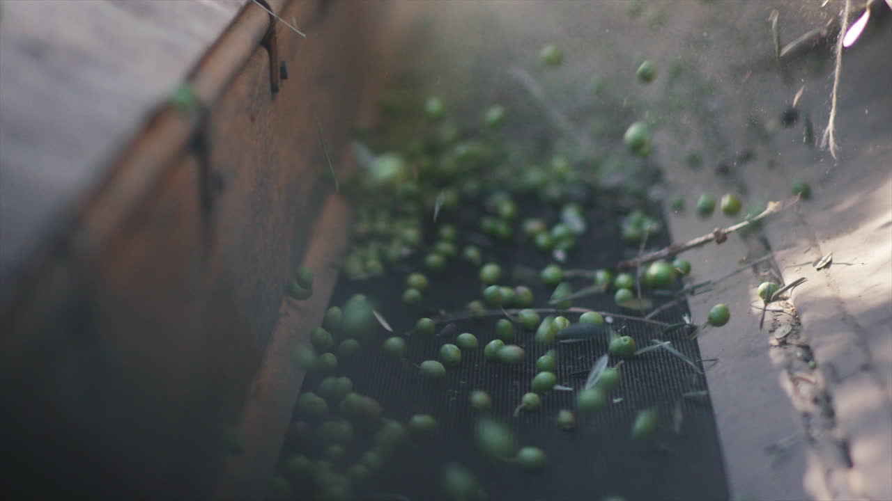 Olives falling onto a conveyor belt