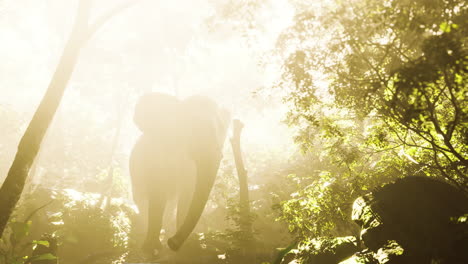 elephant in tropical forest with fog