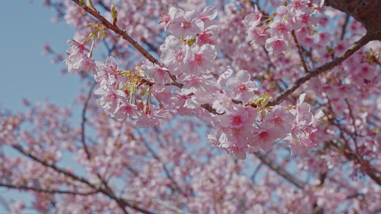 Berrak mavi bir gökyüzüne karşı koyu dallarda yoğun bir şekilde kümelenmiş narin pembe kiraz çiçeği çiçekleri. Yumuşak yapraklar ve ince alan derinliği, Japon baharının gelip geçici güzelliğini yakalıyor.