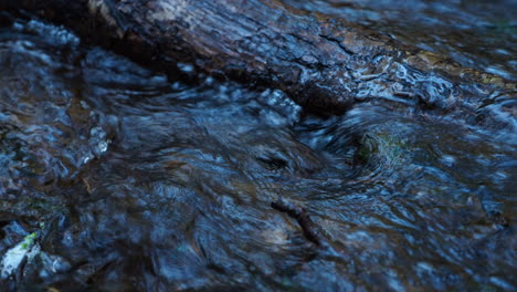 forest river. a small stream of water flow