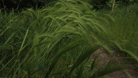 Close-up-shot-of-the-beautiful-green-grass-in-nature