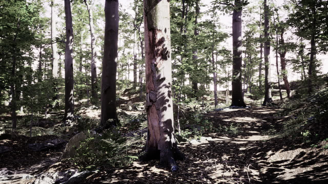 자연에서 빛나는 빛