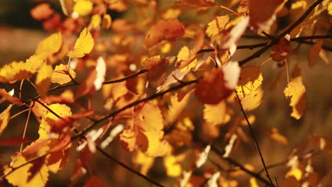 autumn birch leaves.