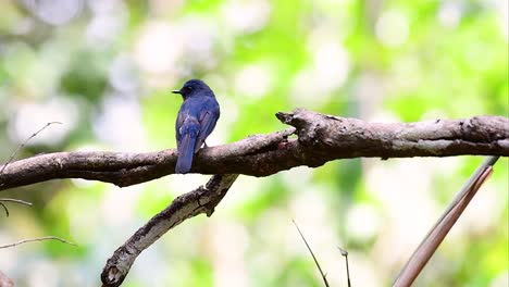 El-Papamoscas-Azul-De-La-Colina-Se-Encuentra-En-Un-Hábitat-De-Gran-Altura,-Tiene-Plumas-Azules-Y-Un-Pecho-Anaranjado-Para-El-Macho,-Mientras-Que-La-Hembra-Es-De-Color-Marrón-Canela-Pálido-Y-También-Con-Un-Pecho-Anaranjado-En-Transición