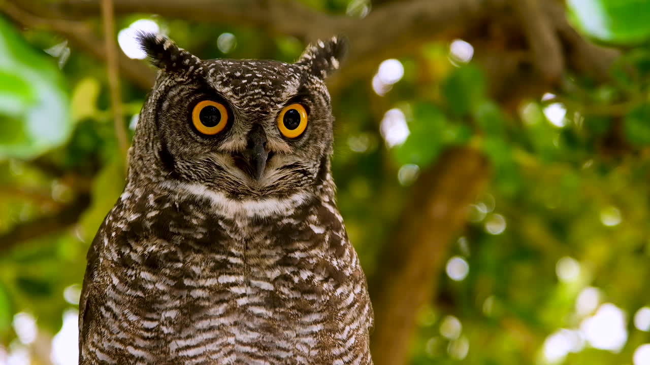 Striking owl in tree bulges throat and gives intense stare, close shallow focus