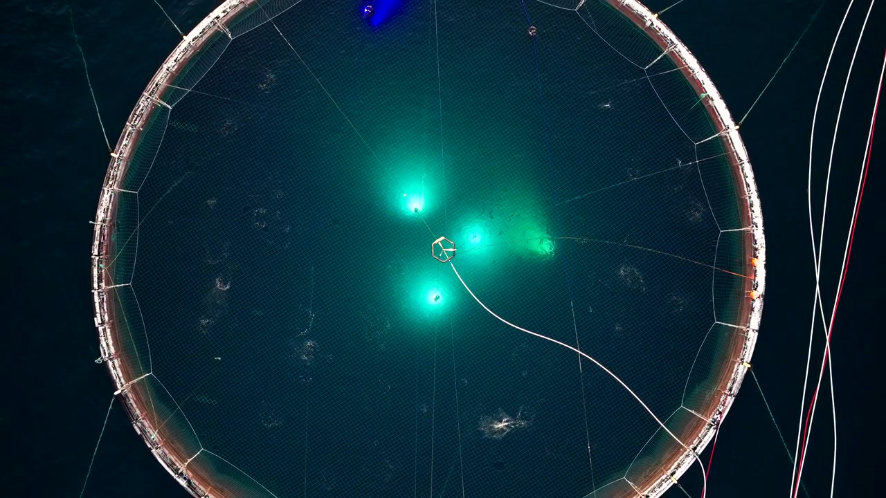 Top aerial riser. Salmon jump out of water in illuminated marine pen of aquafarm