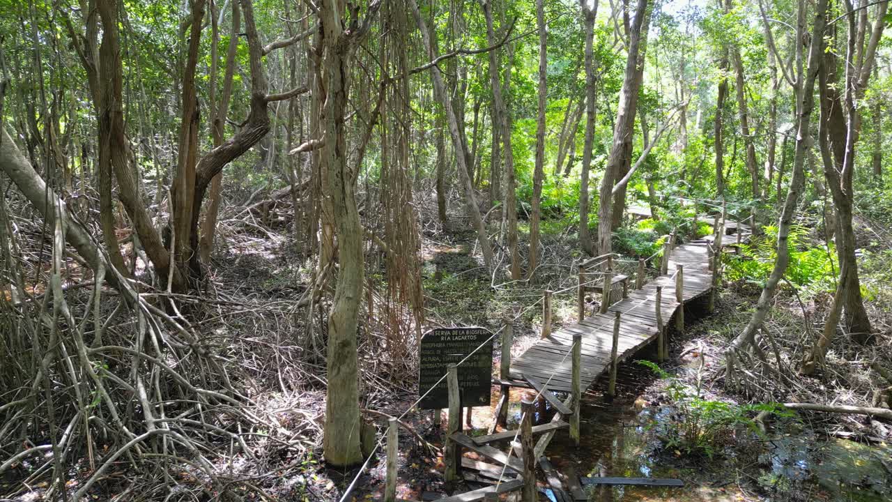 A wooden bridge through the forest in Rio Lagartos, Yucatan, Mexico, showcasing lush greenery and nature.