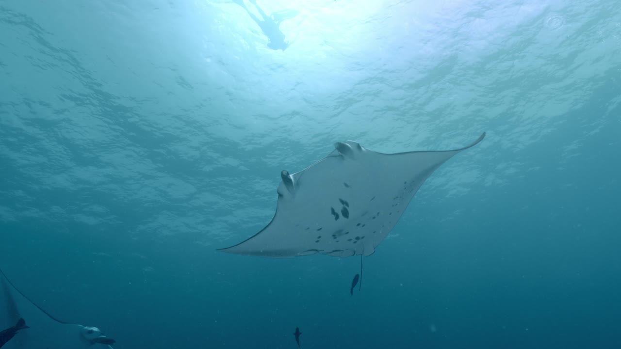 Experience the awe-inspiring sight of giant manta rays gliding gracefully over a bustling cleaning station in Rasdhoo Atoll, Maldives.