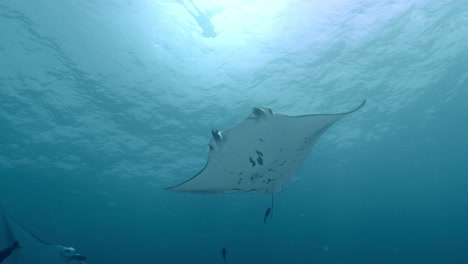 experience the awe-inspiring sight of giant manta rays gliding gracefully over a bustling cleaning station in rasdhoo atoll, maldives.