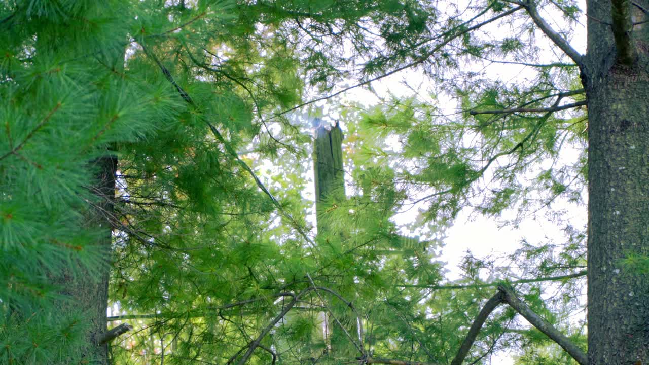 Pine Tree Leaves Blown By The Wind With Power Line Pole Starting To Burn In Background. low angle
