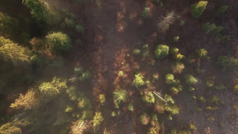 Top-view-of-unique-forest-wetland-scenery