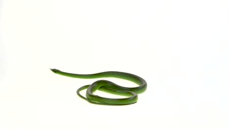 green snake on white background