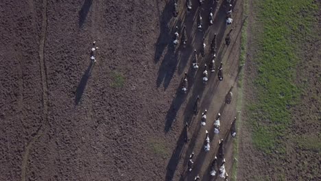 rebaño de vacas corriendo en tierras de cultivo polvorientas, vista aérea de pájaros