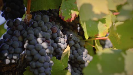 Big-red-grape-cluster-in-a-vineyard-close-up