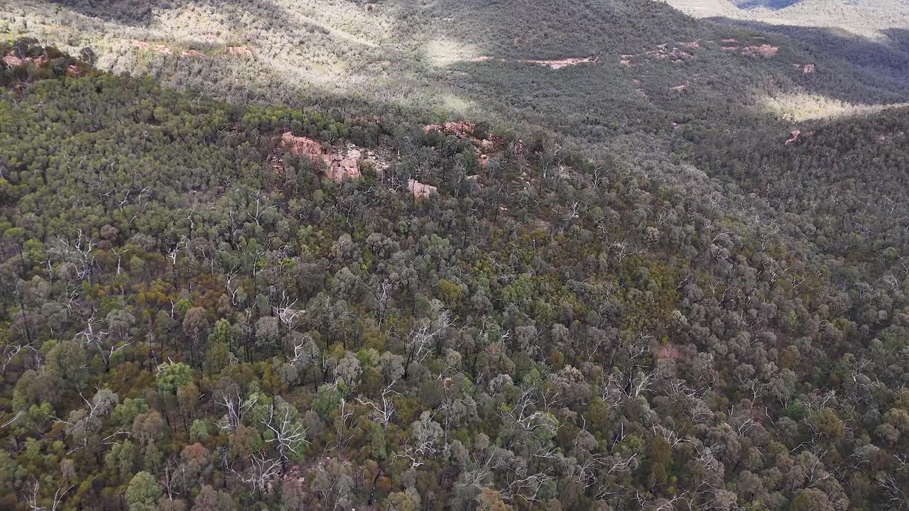 Aerial drone glides smoothly above dense mixed forest canopy, revealing rolling hills and varied tree textures under soft, natural daylight in a remote landscape
